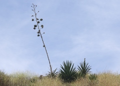 Agave decipiens