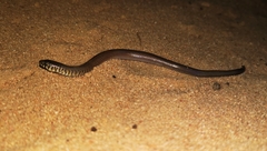 Delma australis