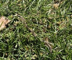 Thamnophis elegans vagrans