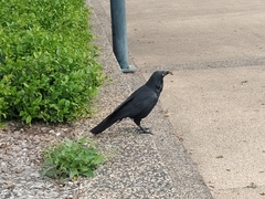 Corvus coronoides