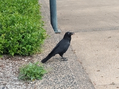 Corvus coronoides