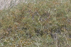 Acacia redolens
