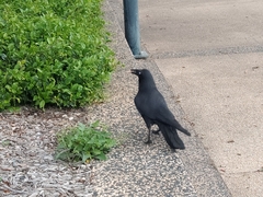 Corvus coronoides