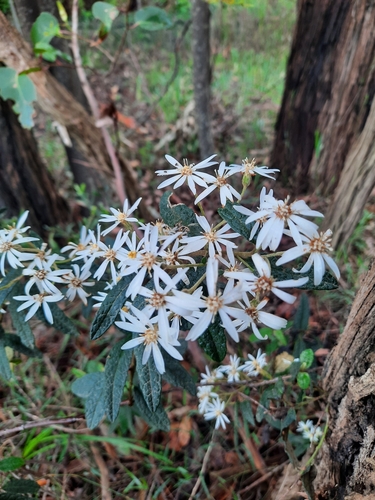 Olearia rugosa (Archer) Hutch.
