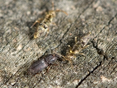Pycnomerus