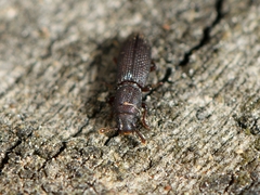 Pycnomerus