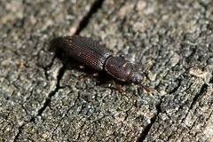 Pycnomerus