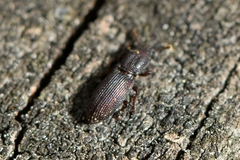 Pycnomerus