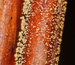 Lachnum pteridophyllum