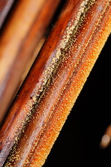 Lachnum pteridophyllum