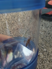 Leptoglossus occidentalis