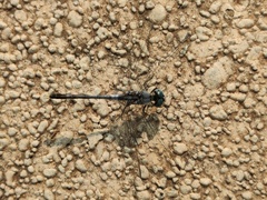 Diplacodes trivialis