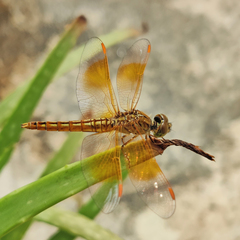 Brachythemis contaminata