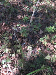 Achnatherum pekinense