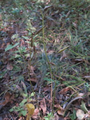 Vincetoxicum ascyrifolium