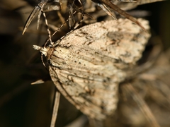 Pseudocoremia rudisata