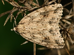 Pseudocoremia rudisata