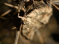 Pseudocoremia rudisata