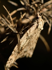 Pseudocoremia rudisata