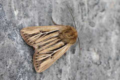 Mythimna anderreggii