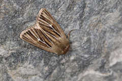 Mythimna anderreggii