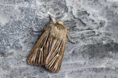 Mythimna anderreggii