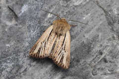 Mythimna anderreggii