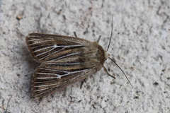 Mythimna anderreggii