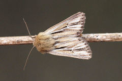 Mythimna anderreggii