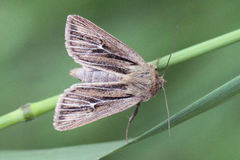 Mythimna anderreggii