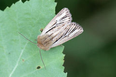 Mythimna anderreggii