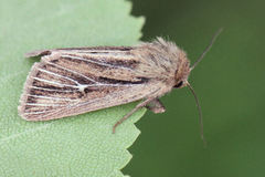 Mythimna anderreggii