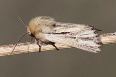 Mythimna anderreggii