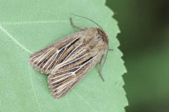 Mythimna anderreggii