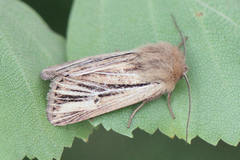 Mythimna anderreggii