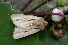 Mythimna anderreggii