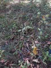 Vincetoxicum ascyrifolium