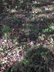 Achnatherum pekinense