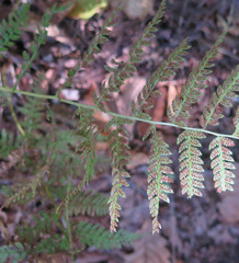 Athyrium yokoscense