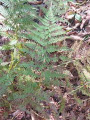 Athyrium yokoscense