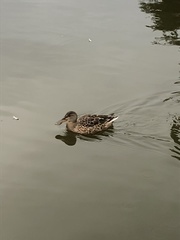 Spatula clypeata
