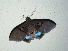 Ischyja marapok
