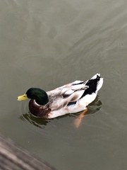 Anas platyrhynchos