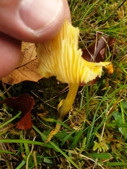 Hygrocybe
