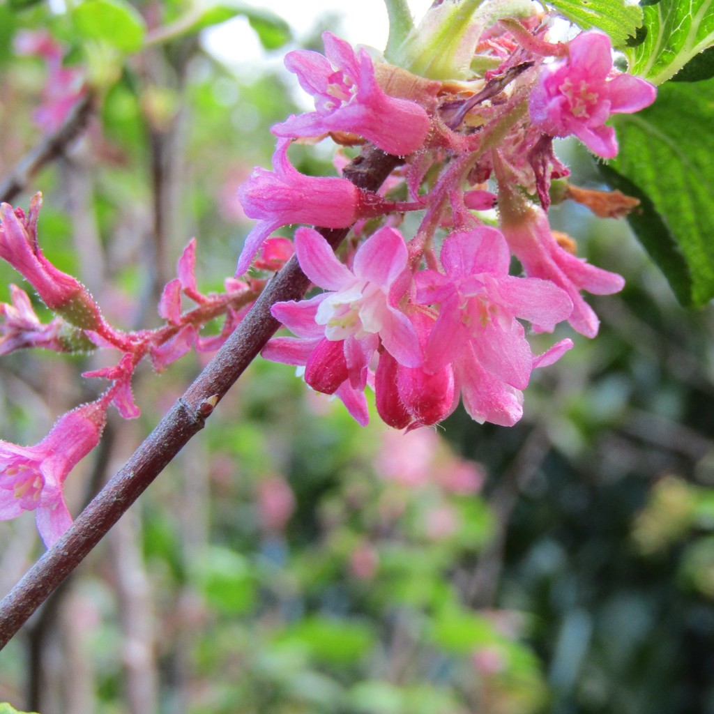 Redflowering Currant from Wellington, New Zealand on October 07, 2020