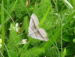 Scotopteryx