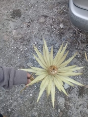 Eryngium proteiflorum