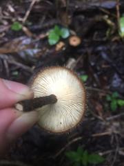 Lentinus