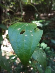 Leucopodoptera eumundii