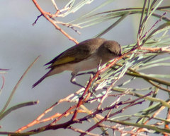 Conopophila rufogularis
